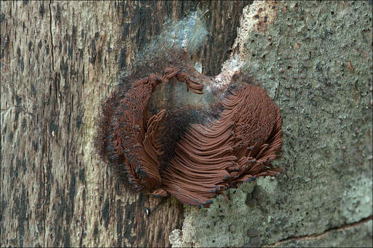 Image of Stemonitis lignicola