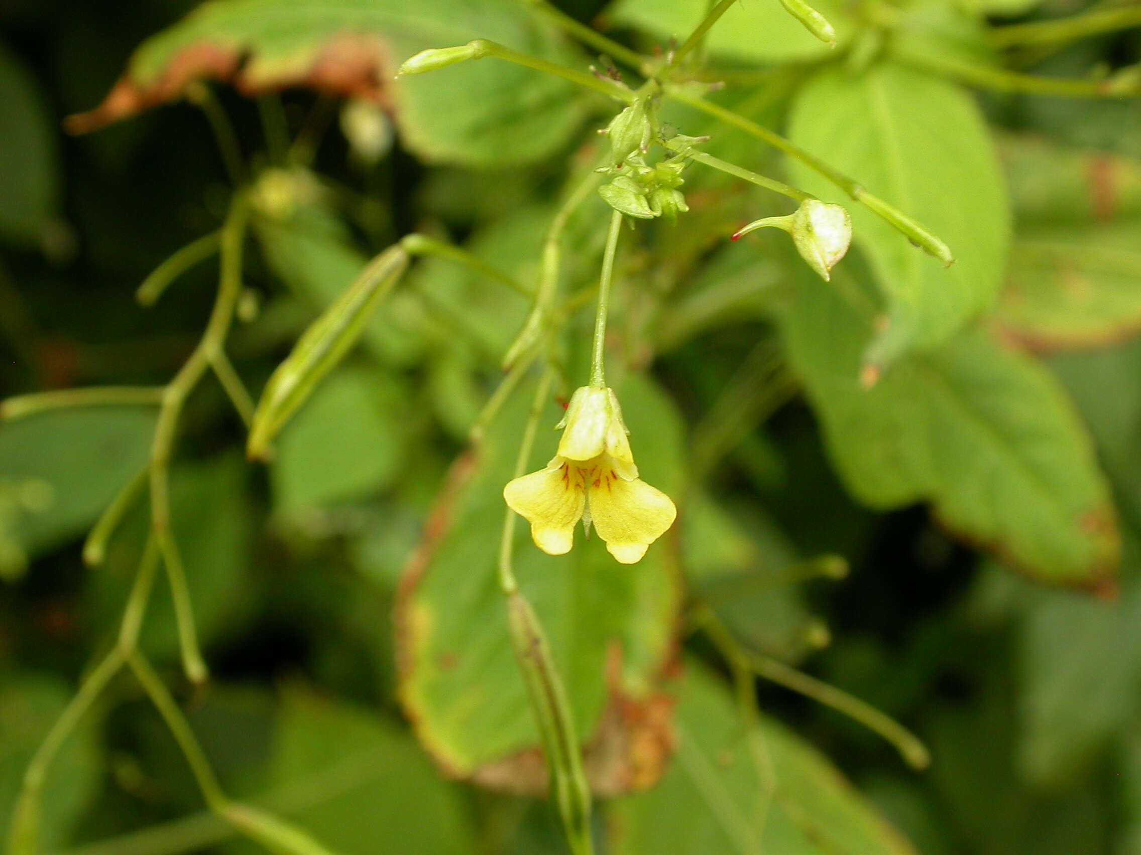 Image of Jewelweeds