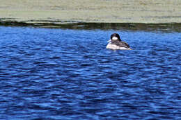 Image of waterfowl