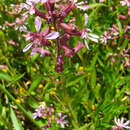 Image of Cuphea racemosa (L. fil.) Sprengel