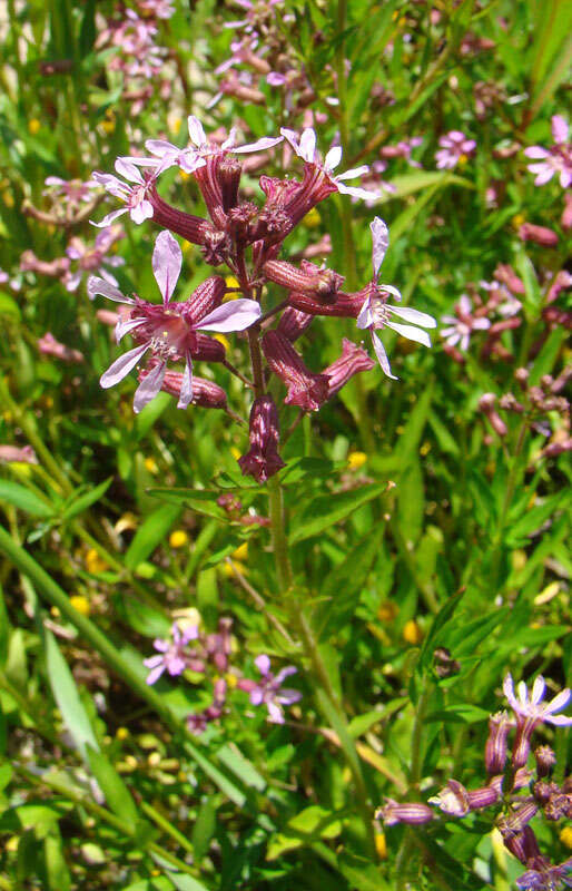 صورة Cuphea racemosa (L. fil.) Sprengel
