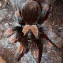 Image of Mexican redleg tarantula
