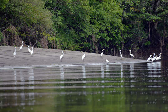 Image of Great Egret