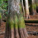 Image of Pond-Cypress