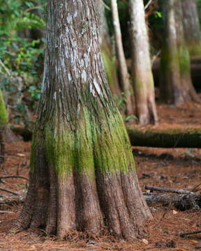 Image of bald cypress