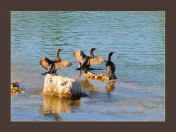 Image of Phalacrocorax Brisson 1760