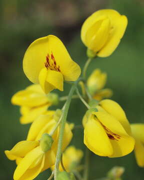 Image of Common Laburnum