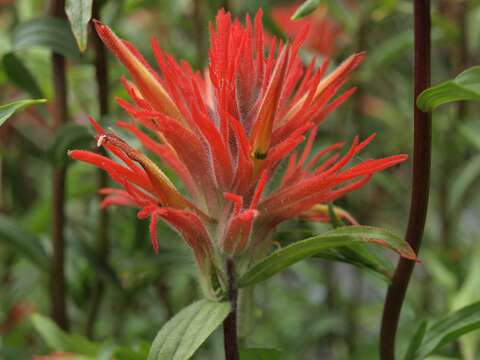 Image of giant red Indian paintbrush