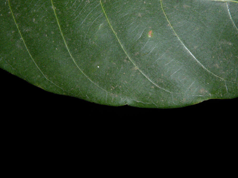 Imagem de Odontadenia puncticulosa (Richard) Pulle