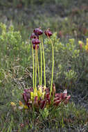 Image of purple pitcherplant