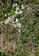 Image of white garlic