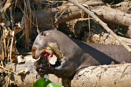 Image of giant otter