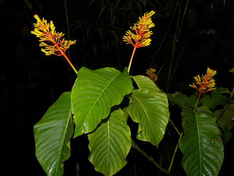 Palicourea guianensis Aubl.的圖片