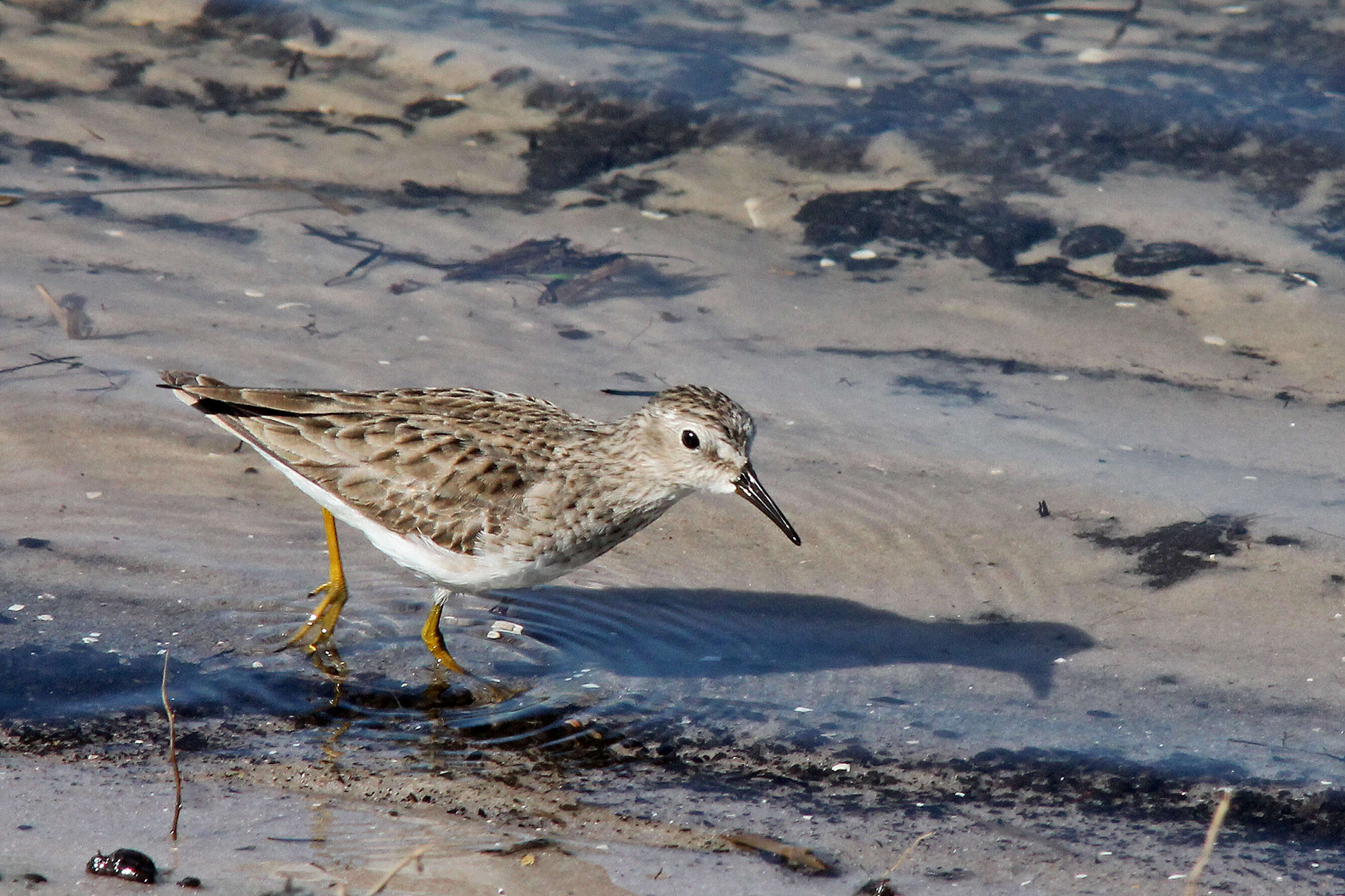 Image of Calidris Merrem 1804