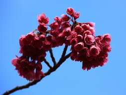 Image of Taiwan flowering cherry