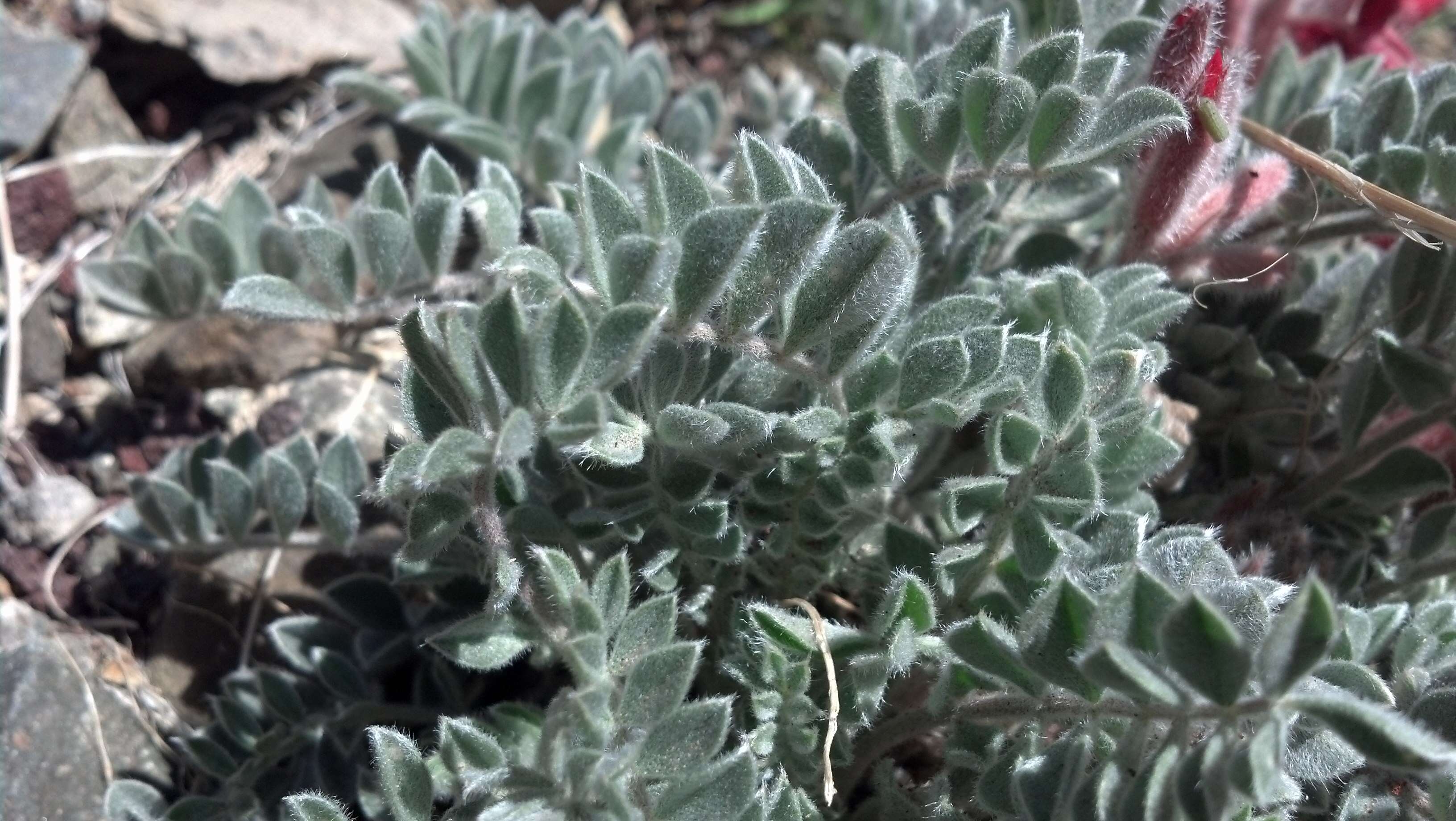 Image of scarlet milkvetch