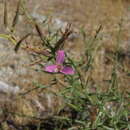 Pleiacanthus spinosus (Nutt.) Rydb. resmi