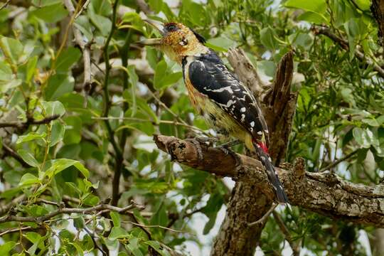 Image of Crested Barbet