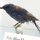 Image of Pale Blue Flycatcher