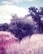 Sivun Acacia dictyophleba F. Muell. kuva