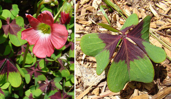 Image of Four-leaved Sorrel