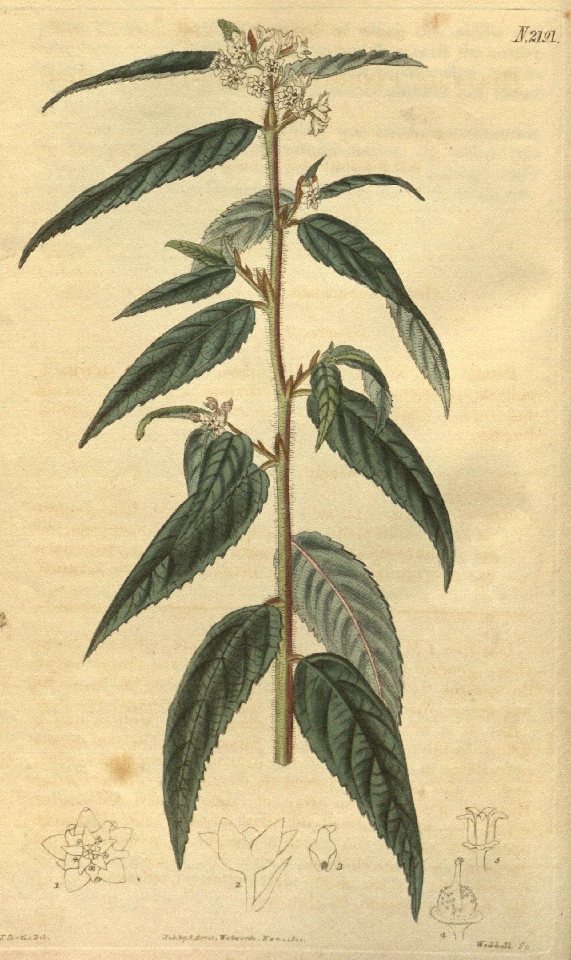 Image of Commersonia diphylla Andr.