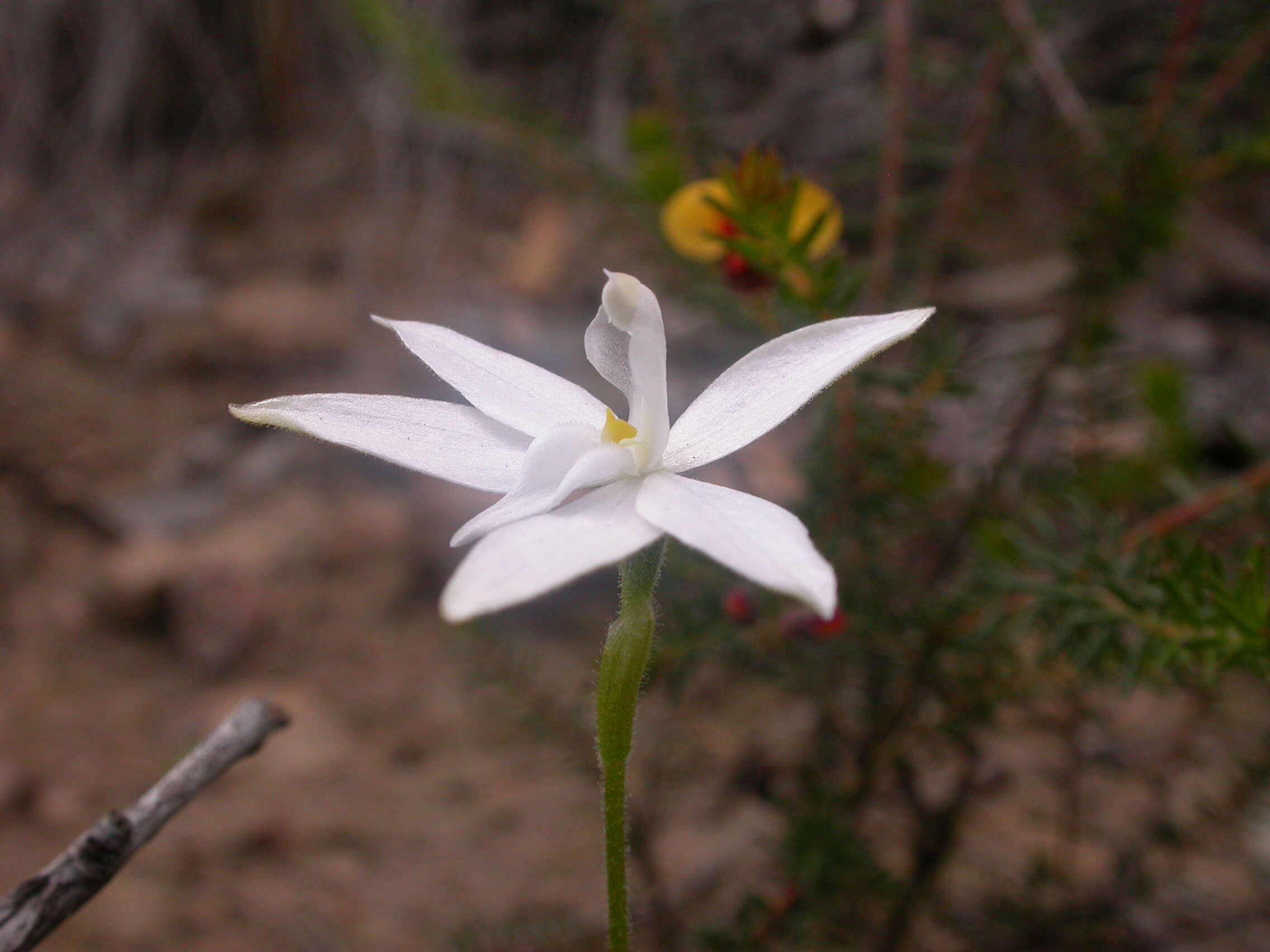 Image of Caladenia major (R. Br.) Rchb. fil.