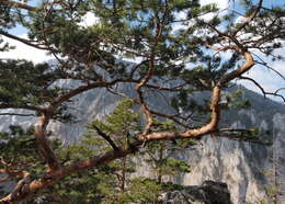 Image of Pine