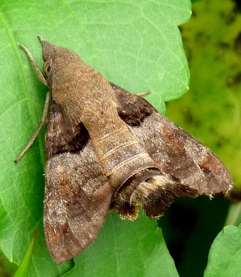 Image of Macroglossum gyrans Walker 1856