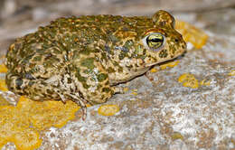 Image of Natterjack toad