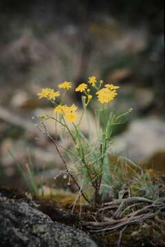 Image of <i>Senecio <i>pinnatifolius</i></i> var. pinnatifolius