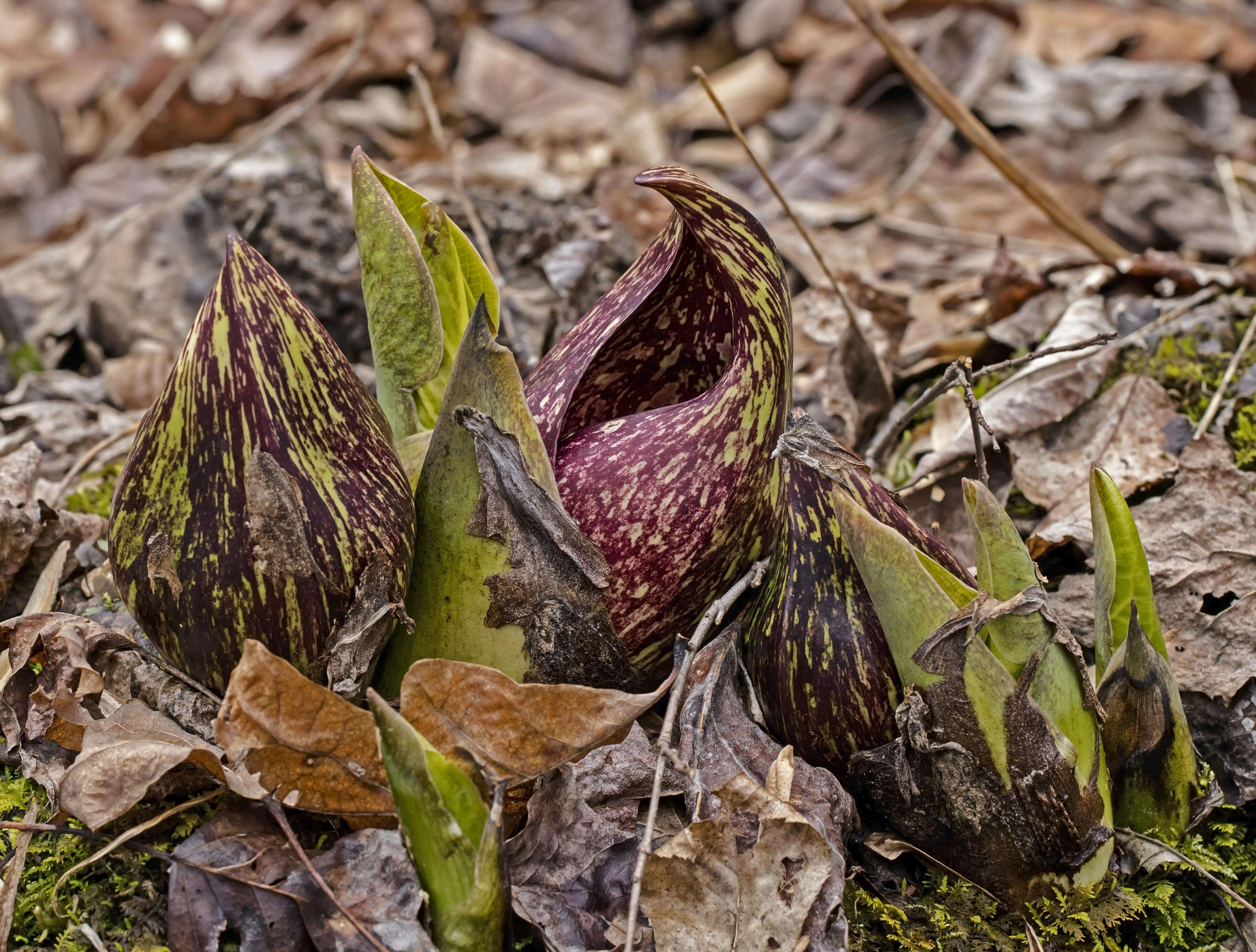 Image of skunk cabbage