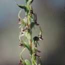 Слика од Prasophyllum gracile