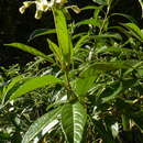 Image of Solanum asperum L. A. Rich.