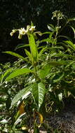 Image of Solanum asperum L. A. Rich.