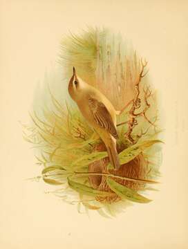 Image of Acrocephalus Naumann, JA, Naumann & JF 1811