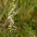 Image of Texas Ladies'-Tresses