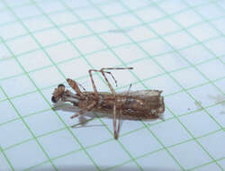 Image of Amorphoscelidae