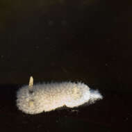 Image of Calycidorididae Roginskaya 1972