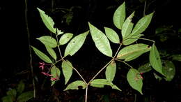 Image of Nyctaginaceae