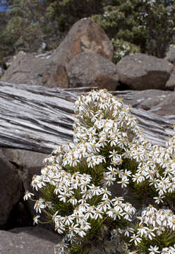 Olearia pinifolia (Hook. fil.) Benth. resmi