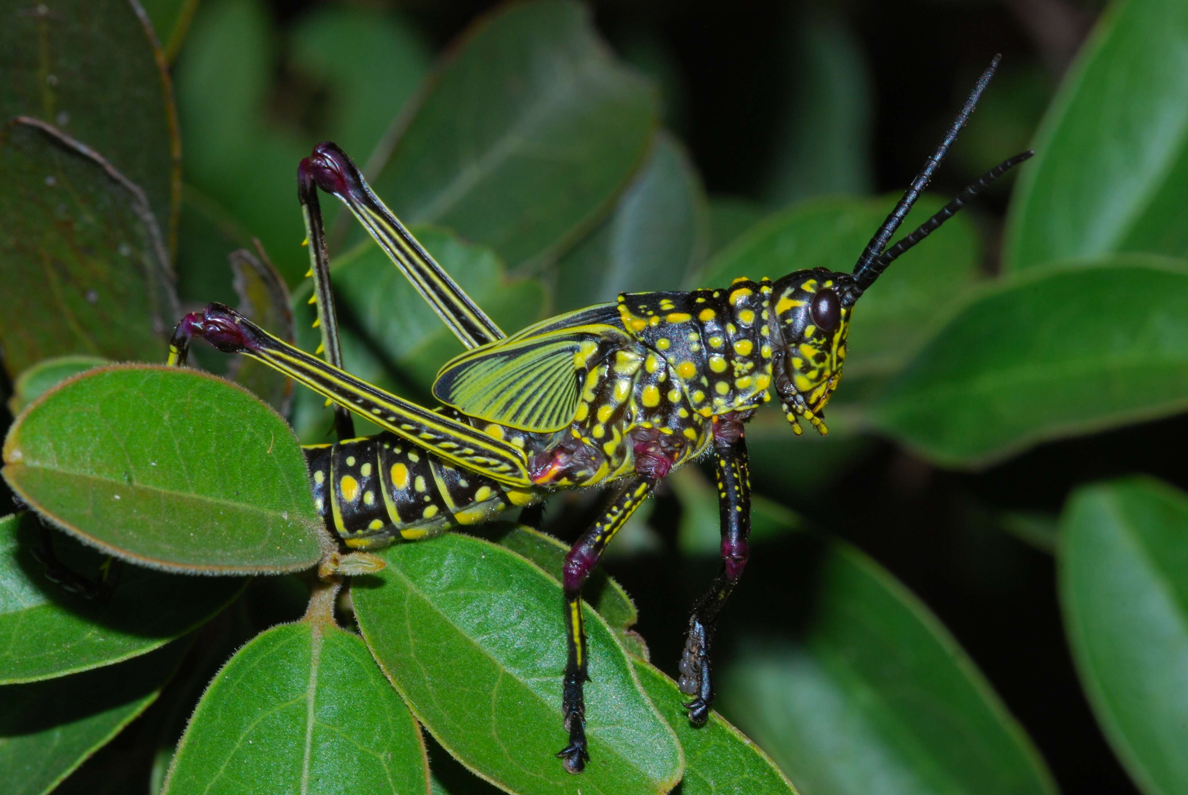 Plancia ëd Phymateus (Phymateus) viridipes Stål 1873