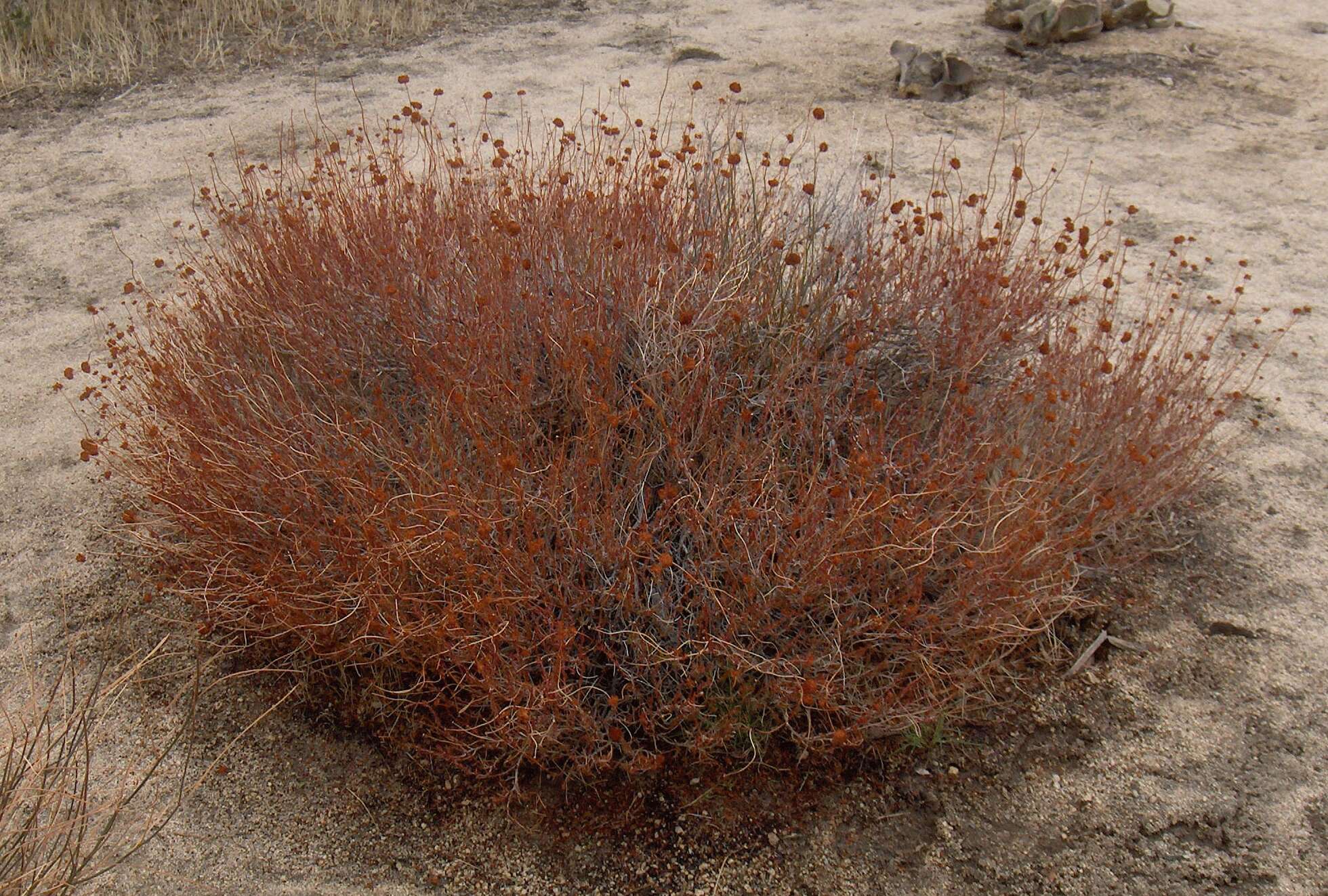 Imagem de Eriogonum fasciculatum Benth.