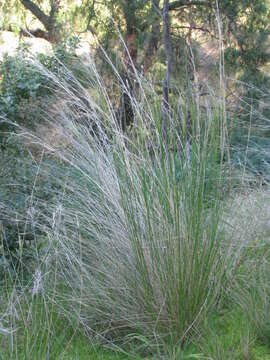 Image of Austrostipa scabra (Lindl.) S. W. L. Jacobs & J. Everett