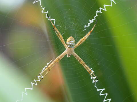 Image of Argiope magnifica L. Koch 1871