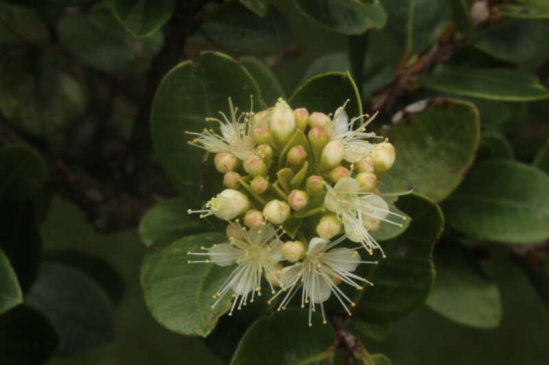 Myrcianthes leucoxyla (Ortega) Mc Vaugh resmi