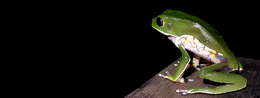 Image of Leaf Frogs