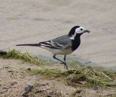 Image of Motacilla Linnaeus 1758