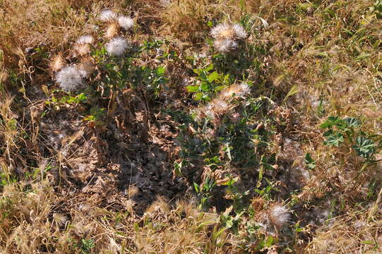 Image of Milk thistle