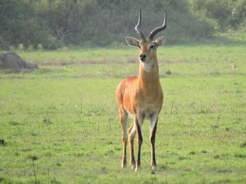 Image of Uganda Kob